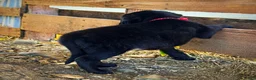 Labrador Retriever dogs for sale: Labrador Retriever 1 - Ad 7