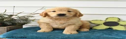 Golden Retriever dogs for sale: Micah - Ad 2