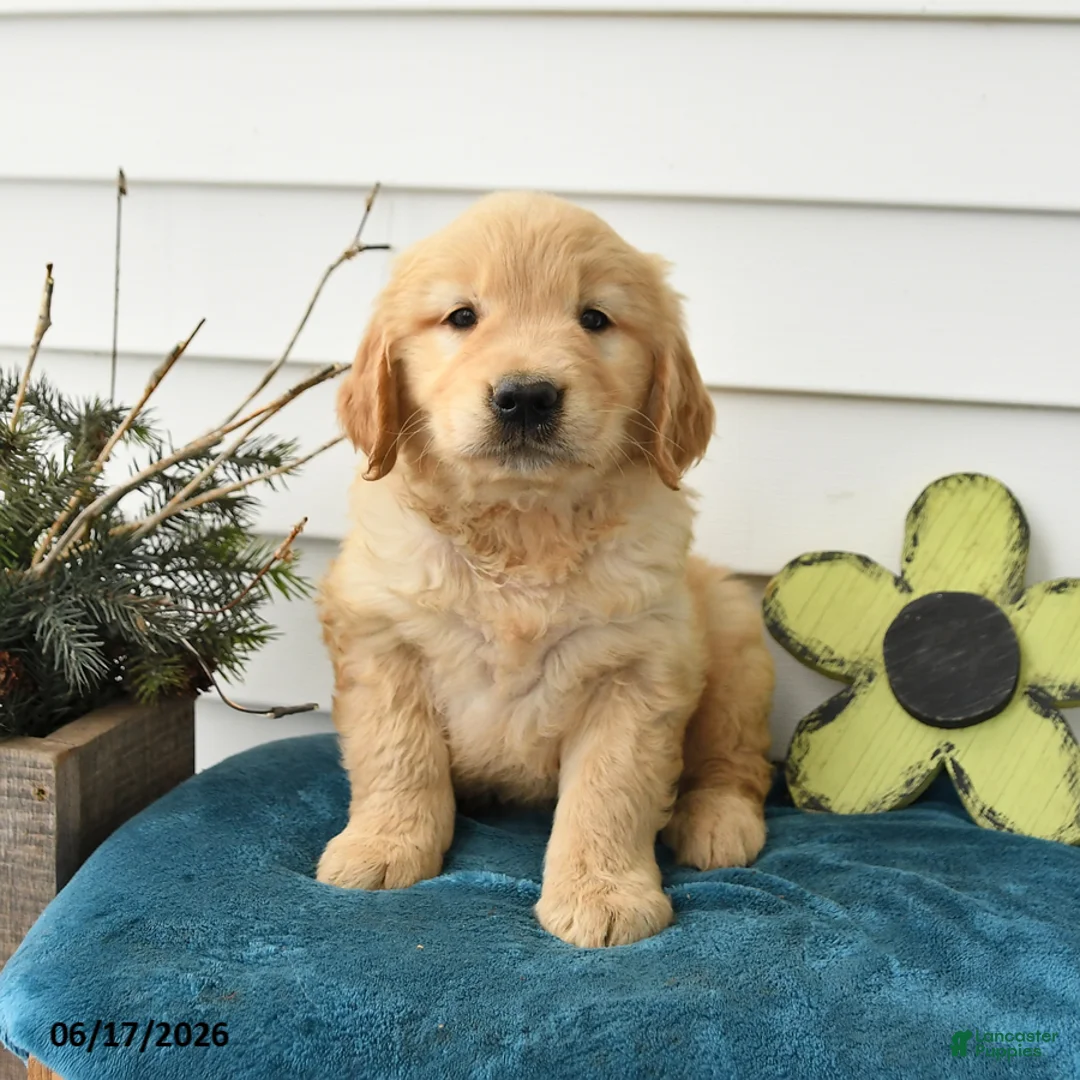 Golden Retriever dogs for sale: Micah - Ad 2