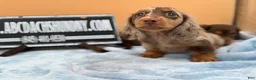 Miniature Dachshund dogs for sale: Full AKC dapple - Ad 3
