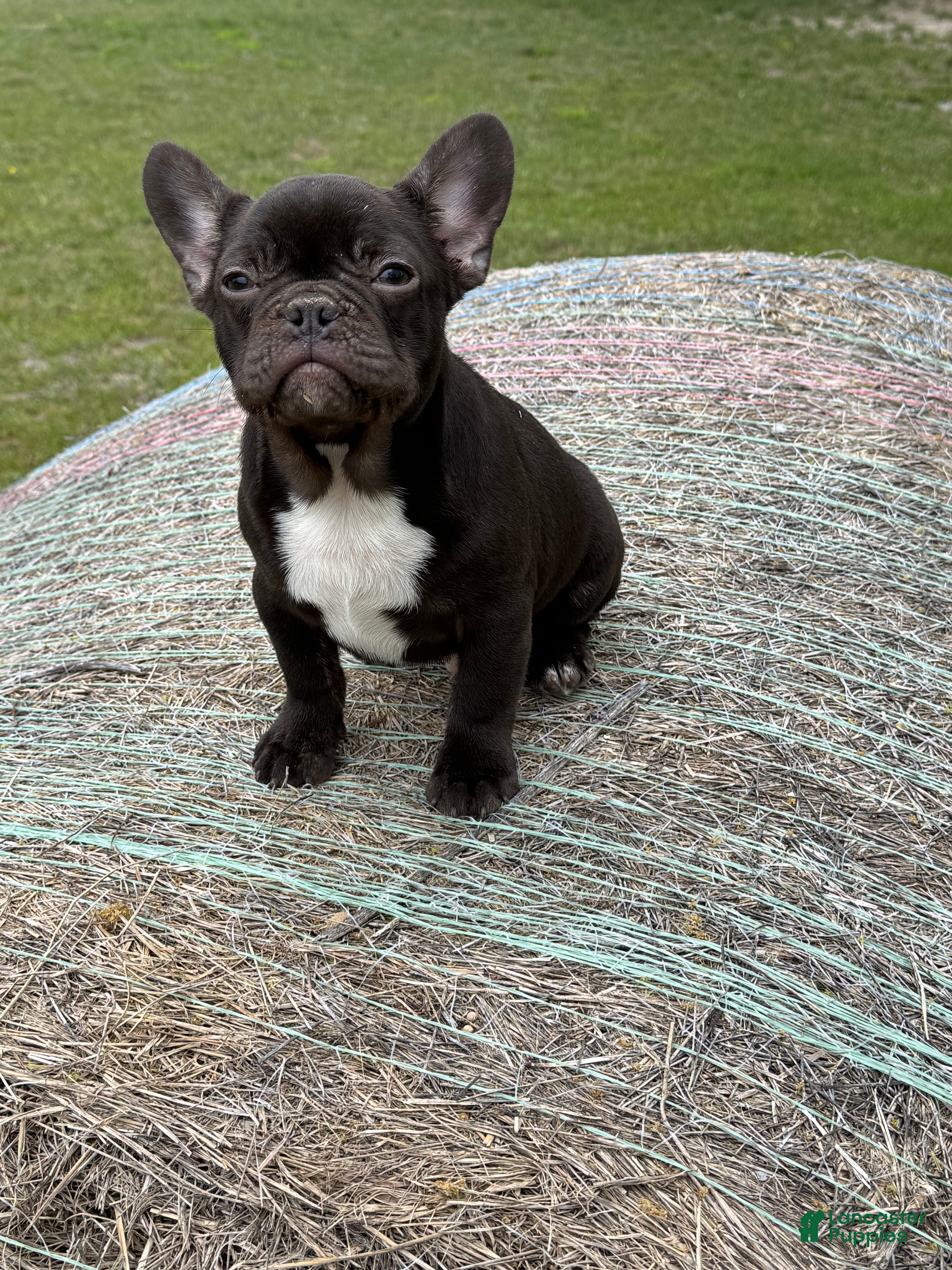 French Bulldog dogs French Bulldog Puppy 1 - Ad 16