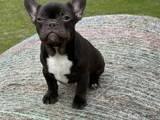 French Bulldog dogs French Bulldog Puppy 1 - Ad 16