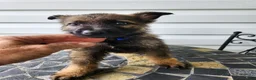 German Shepherd dogs for sale: Grayson - Ad 2