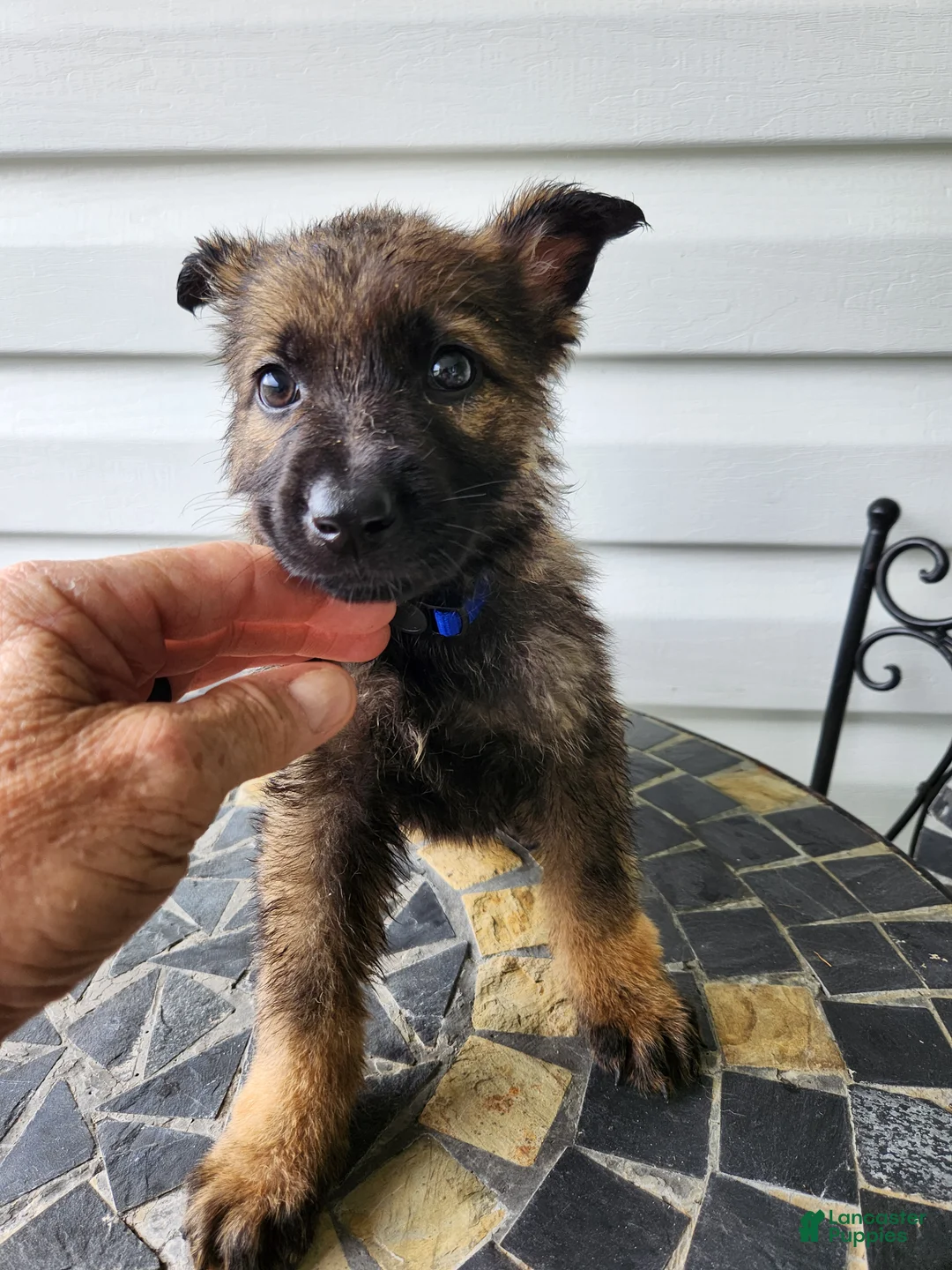German Shepherd dogs for sale: Grayson - Ad 2