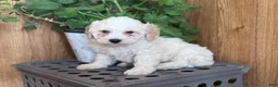 Bichpoo dogs for sale: Snowball - Ad 6