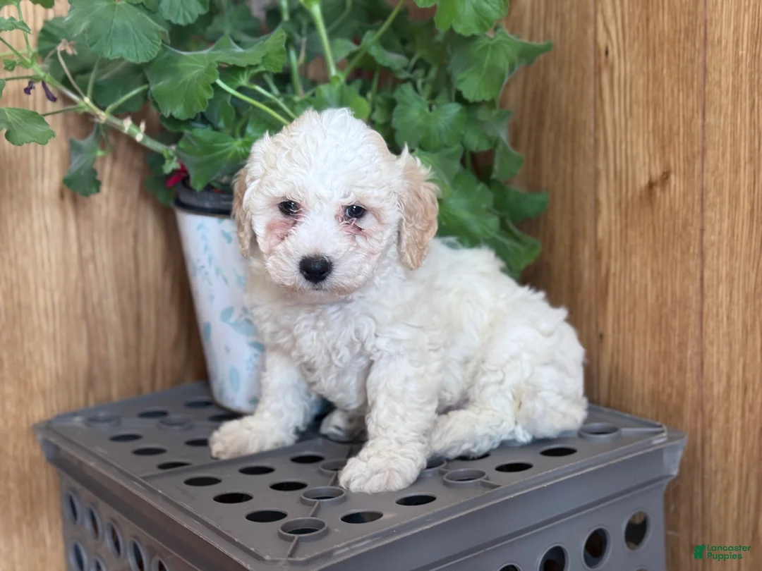 Bichpoo dogs for sale: Snowball - Ad 6