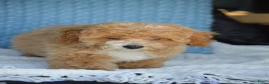 Simon