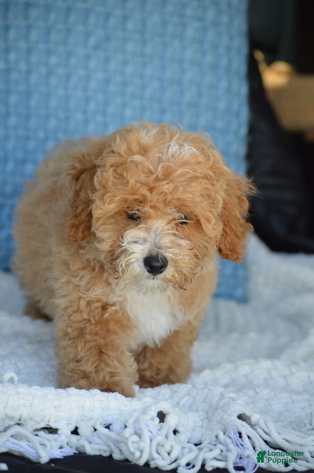 Mixed Breed dogs for sale: Simon - Ad 1