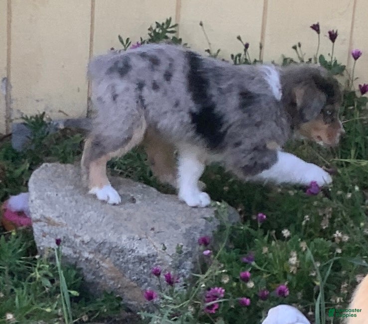 Australian Shepherd dogs Stanley - Ad 13