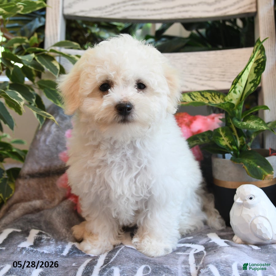 Bichon Frise dogs Popcorn - Ad 1