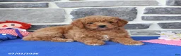 Mini Goldendoodle dogs for sale: Celia - Ad 3