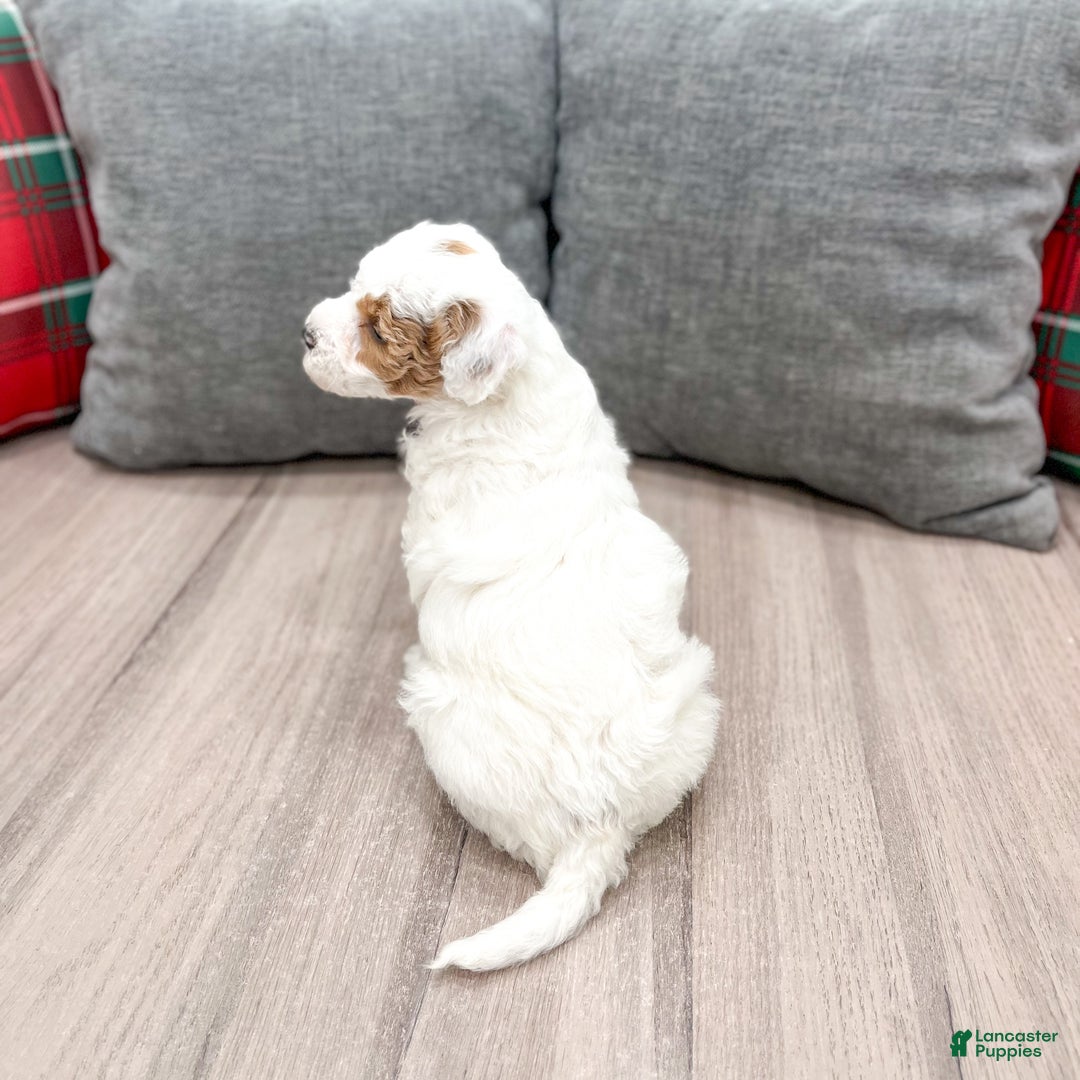 Goldendoodle dogs for sale: Sarah - Ad 6