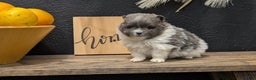 Pomeranian dogs for sale: Yogi  - Ad 9
