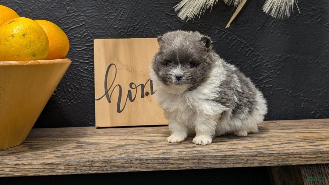 Pomeranian dogs for sale: Yogi  - Ad 9