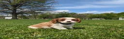 Cavalier King Charles Spaniel dogs for sale: Kliff - Ad 5