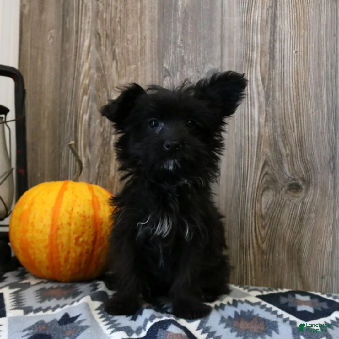 Yochon dogs for sale: Ralphie - Ad 1