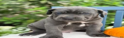 Cane Corso dogs for sale: Diesel - Ad 6