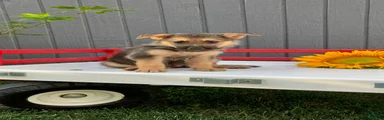 Caramel