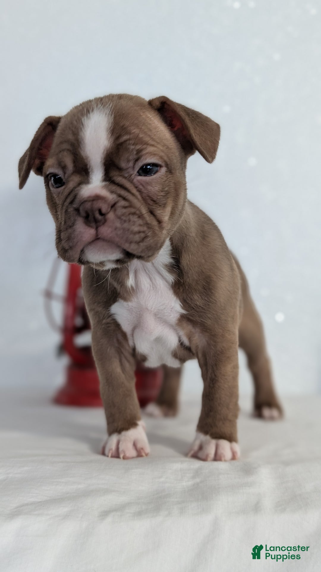 Frenchton dogs for sale: Luna - Ad 8
