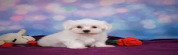 Maltese dogs for sale: Cash - Ad 1