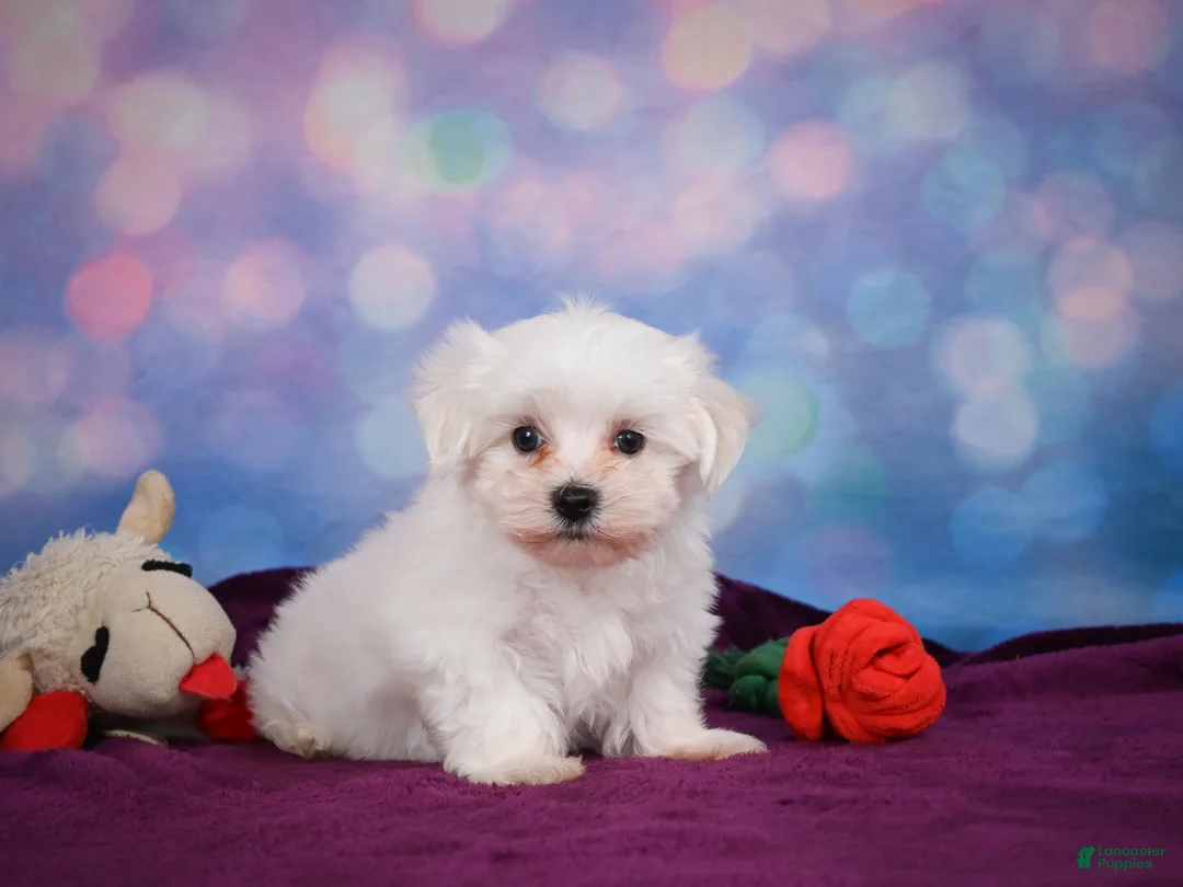 Maltese dogs for sale: Cash - Ad 1
