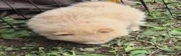Pomeranian dogs for sale: Molly (only a boy left) - Ad 2