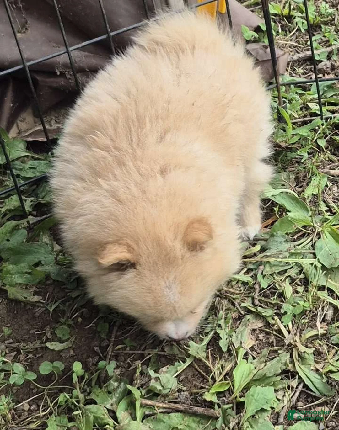 Pomeranian dogs for sale: Molly (only a boy left) - Ad 2