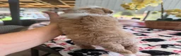 Mini Goldendoodle dogs for sale: Mini Goldendoodle 2 - Ad 9