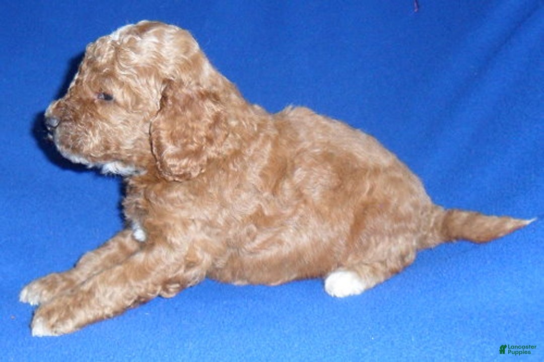 Cockapoo dogs for sale: Cooper - Ad 3