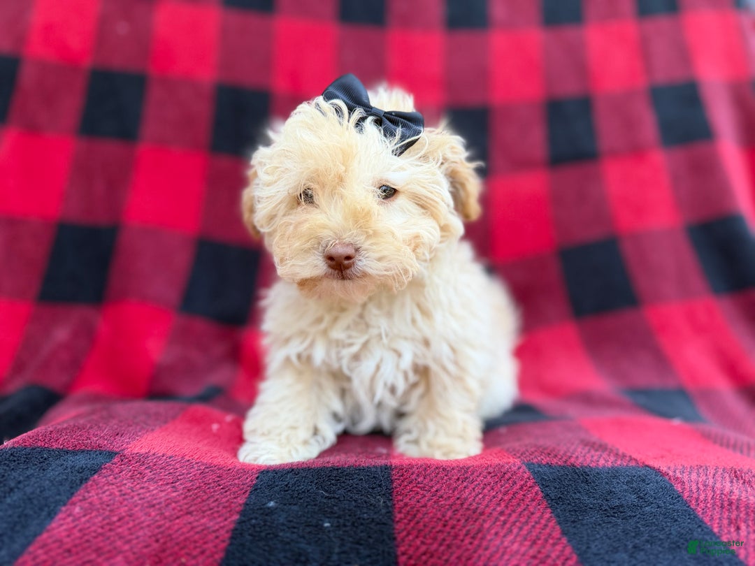 Havapoo dogs for sale: Hope - Ad 2