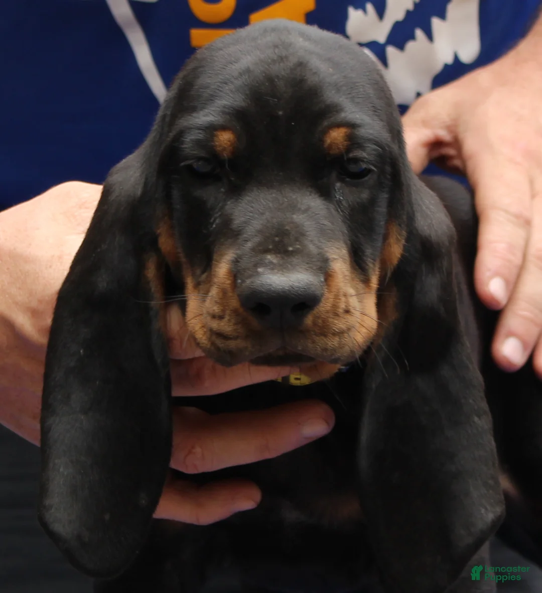 Black And Tan Coonhound dogs for sale: Liam - Ad 2
