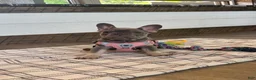 French Bulldog dogs for sale: Violet - Ad 9