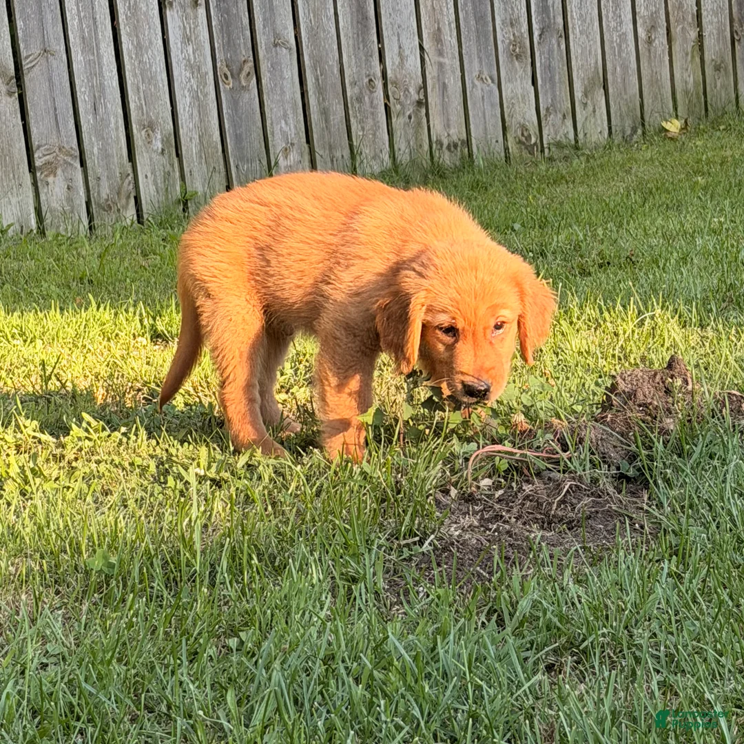 Golden Retriever dogs for sale: Mario - Ad 1
