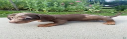 Miniature Dachshund dogs for sale: Honey - Ad 6