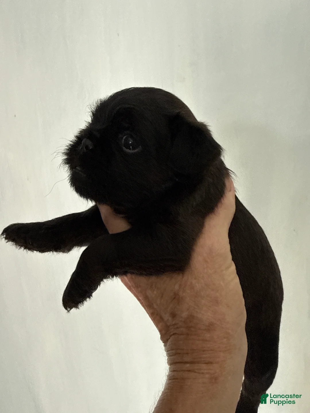 Brussels Griffon dogs for sale: Brussels Griffon 1 - Ad 1
