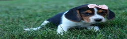 Beagle dogs for sale: Cleo 🌸 - Ad 12