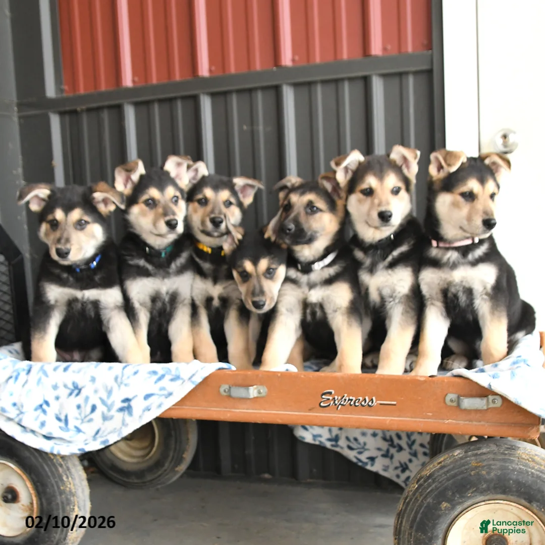 German Shepherd dogs for sale: Vinnie - Ad 5