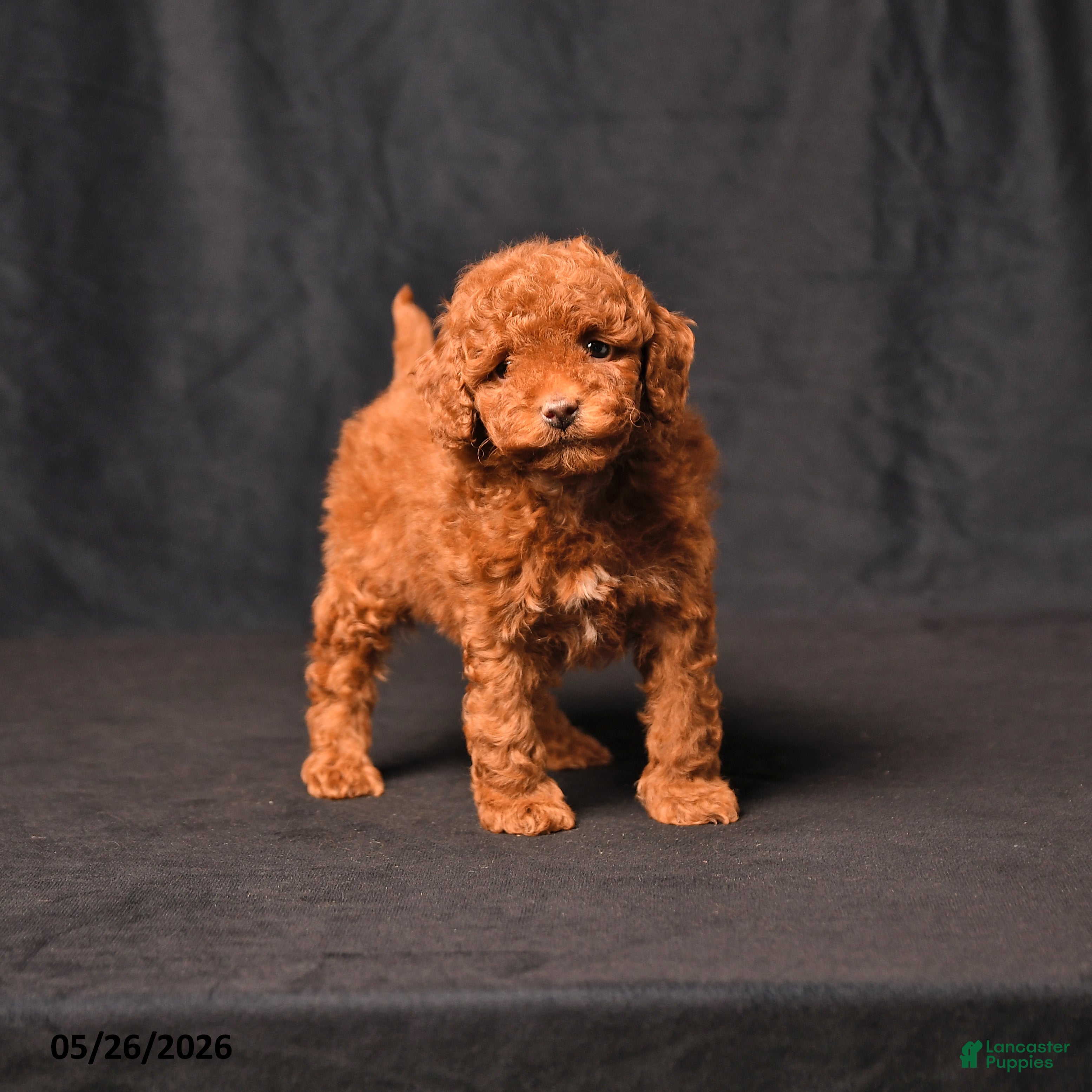 Toy Poodle dogs Bentley - Ad 1