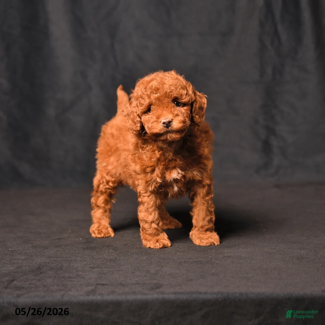 Toy Poodle dogs for sale: Bentley - Ad 1