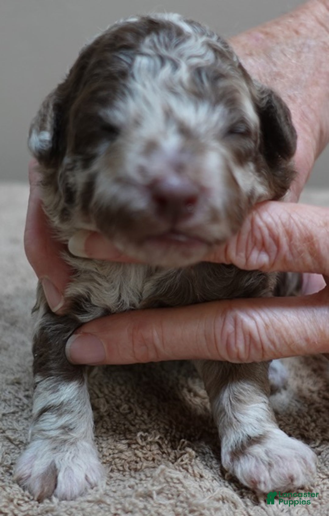 Toy Poodle dogs for sale: iven neutered 12/9/25 - Ad 15