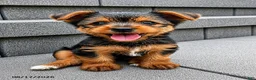 Yorkshire Terrier dogs for sale: Lucky - Ad 1