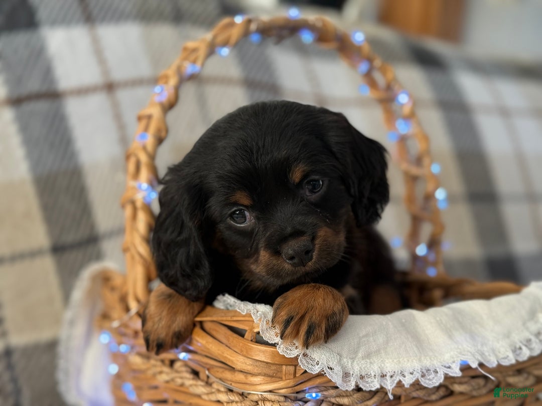 Mixed Breed dogs for sale: Arrow  - Ad 5