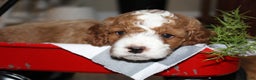 Cavapoo dogs for sale: Jolly - F1B Cavapoo Male - Ad 3