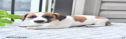 Jack Russell Terrier dogs for sale: Sparky - Ad 4