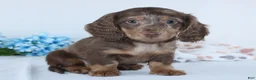 Miniature Dachshund dogs for sale: Ethan - Ad 6
