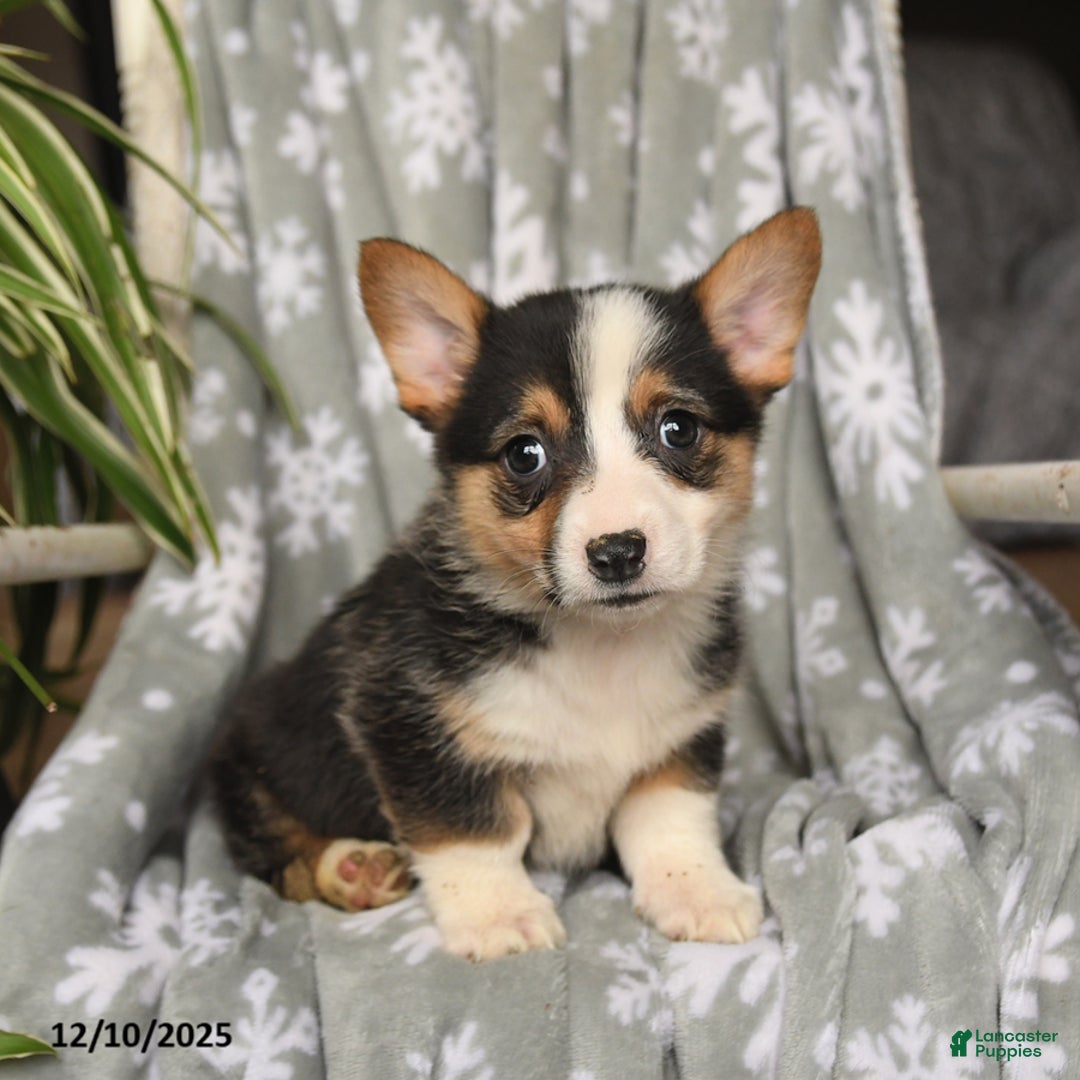 Welsh Corgi Pembroke dogs for sale: Crystal - Ad 3