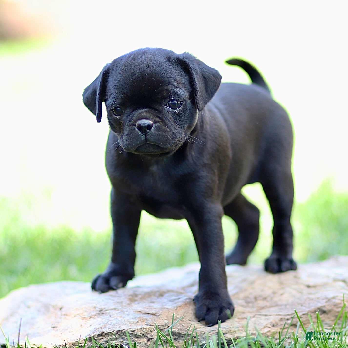 Pug dogs Beauty - Ad 2