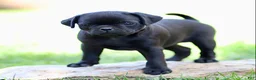 Pug dogs for sale: Beauty - Ad 2