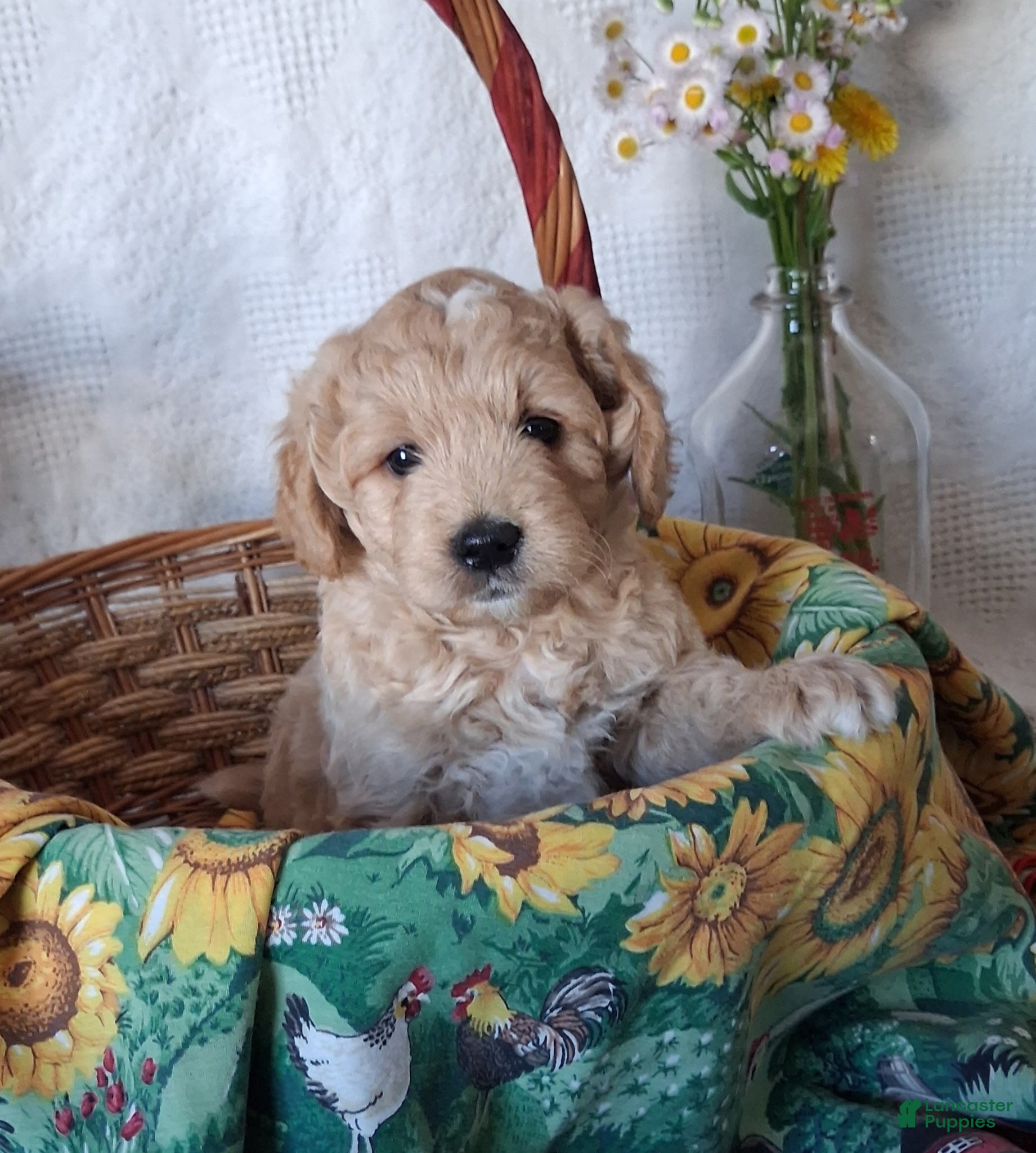 Mini Goldendoodle dogs Mini Goldendoodle, Biscuit - Ad 1