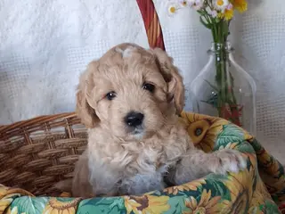 Mini Goldendoodle dogs for sale: Mini Goldendoodle, Biscuit - Ad 2
